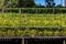 View of seedling beds of various plants used for reforestation