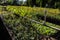 View of seedling beds of various plants used for reforestation