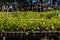 View of seedling beds of various plants used for reforestation