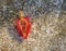 A view of seeds in a dissected red Bromeliad bloom in St Kitts