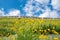 The view of Seoul`s castle road, where the blue sky with clouds and the yellow flowers bloom