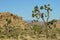 A view of several joshua trees and massive boulders with distant mountains, Joshua Tree National Park, USA