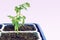 View of several seedlings of tomatoes in tray for sprout in greenhouse. White background