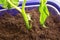 View of several seedlings of tomatoes in tray for sprout in greenhouse. White background