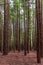 View of several tall redwood trees in a forest, in the afternoon, in Cantabri, Spain,