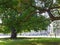 View of shady spot under tree in park in summer, Copenhagen, Denmark