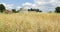 View of Shaker round barn and oat grain field banner image