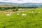 A view of sheep on the Dales near Hawes, Yorkshire, UK