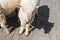 View of sheep eating vegetable in the outdoor tourist farm