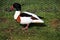 A view of a Shelduck