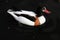 A view of a Shelduck