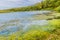 View of the shore with algae and frog spawn from the river Maas with trees in the background