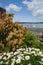 View of the shoreline with daises and wildflowers near the Coupeville Wharf on Whidbey Island in Washington State