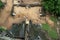 A view showing the Lions Paws on The Lion Platform at Sigiriya Rock in Sri Lanka.