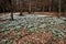 A view of the Shropshire Countryside showing Snowdrops