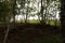 View on shrubbery on a forest ground at the moor