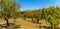 A view of the Sicilian city of Agrigento across an olive grove