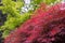 View on a side of deep red Inaba shidare weeping Japanese maple tree