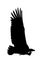 View on the silhouette of a african vulture