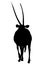 View on the silhouette of a gemsbok