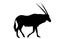 View on the silhouette of a gemsbok