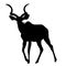 View on the silhouette of a greater kudu