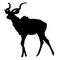 View on the silhouette of a greater kudu