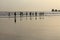 View on silhouette of group of people surfers heating up going to ocean in sunrise with reflection in water