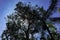 View of silhouettes of trees against a backdrop of clear blue clouds and sky