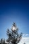 View of silhouettes of trees against a backdrop of clear blue clouds and sky