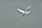 A view of a single eastern great egret is flying above the river water