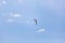 View of single seagull flying on blue sky