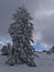 View of single tree with frozen branches in deep snow near Schliffkopf, Germany in Black Forest mountain range.