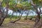 View of sinuous pine-tree trunks and bench, Pineto