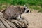 View of sitting common raccoon on the tree trunk