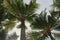 View of the sky through the branches of palm trees