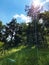 View of the sky and the sun`s rays through the treetops in the Ucka Nature Park, Croatia - Pogled prema nebu i sunÄevim zrakama