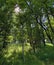 View of the sky and the sun`s rays through the treetops in the Ucka Nature Park, Croatia - Pogled prema nebu i sunÄevim zrakama