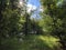 View of the sky and the sun`s rays through the treetops in the Ucka Nature Park, Croatia - Pogled prema nebu i sunÄevim zrakama