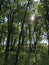 View of the sky and the sun`s rays through the treetops in the Ucka Nature Park, Croatia - Pogled prema nebu i sunÄevim zrakama