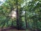 View of the sky and the sun`s rays through the treetops in the Ucka Nature Park, Croatia - Pogled prema nebu i sunÄevim zrakama