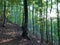 View of the sky and the sun`s rays through the treetops in the Ucka Nature Park, Croatia - Pogled prema nebu i sunÄevim zrakama