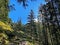 View of the sky and sun through the trees in the alpine forests on the slopes of the Pilatus mountain range, Alpnach - Switzerland