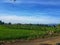 view of sky tree rice fields in a village in Indonesia 10