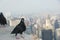 View from skyline above Manhattan, New York City with bird pigeon. Pigeon with New York cityscape in the background.