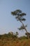 View of slanted tree, Angola