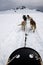 View from Sled Pulled by Dogs on Snow