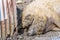 A view of a sleepy Hungarian Mangalica Pig lying in a pen near Melton Mowbray