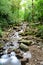 View of a small creek in the middle of a rain forest