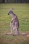 View of small grey kangaroo staying on his back legs at Lone Koala Sanctuary